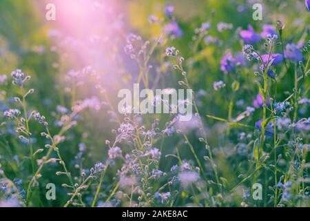 Violetta, fiori selvatici con la luce del sole. Close up Foto Stock