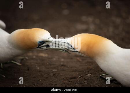 Due Muriwai sule combattimenti con becchi Foto Stock