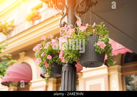 Vaso di fiori con fiori di magenta appendere su strada Foto Stock