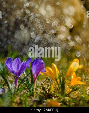 Piccoli fiori di crochi in primavera la pioggia Foto Stock