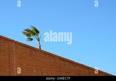 one palm tree bowing in the wind behind red brick wall against clear blue sky in summer Foto Stock