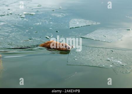 Una lontra nuotare in un laghetto d'inverno. L'animale nel verde acqua. Foto Stock