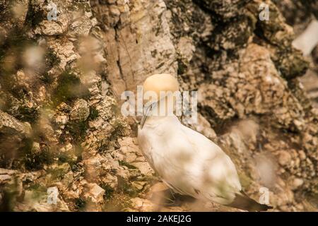 Seduto sulle rocce Ray Boswell Foto Stock