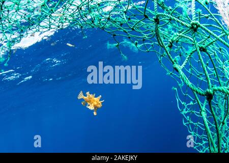 Sargassum pesce (Histrio histrio) Nuoto con scartata la pesca net, Dominica. Foto Stock