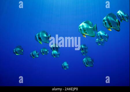 Scuola di Longfin spadefish (Platax teira), Kimbe Bay, West New Britain, Papua Nuova Guinea Foto Stock