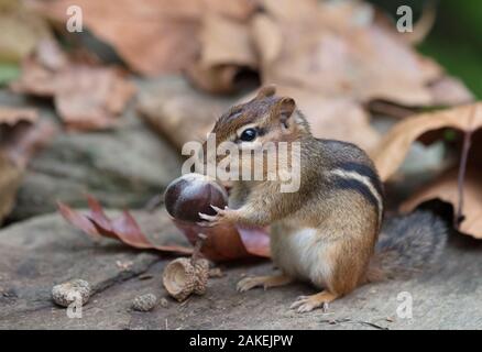 Scoiattolo striado orientale (Tamias striatus) raccolta delle castagne, Chestnut Hill, Philadelphia, Pennsylvania, USA, settembre. Foto Stock