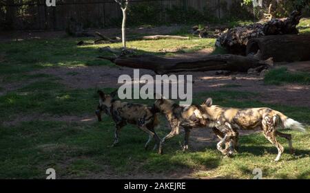 Tre africani cani selvatici di un pacco visto in Zoo di Perth Western Australia. Foto Stock
