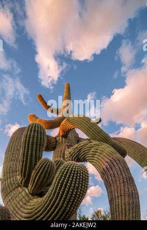 Ritorto cactus Saguaro (Carnegiea gigantea) Stato Catalina Park, nei pressi di Tucson, Arizona, USA, settembre. Foto Stock