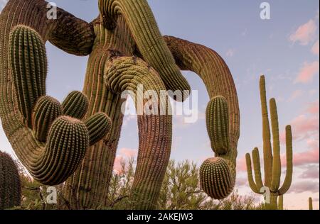 Ritorto cactus Saguaro (Carnegiea gigantea) Stato Catalina Park, nei pressi di Tucson, Arizona, USA, settembre. Foto Stock