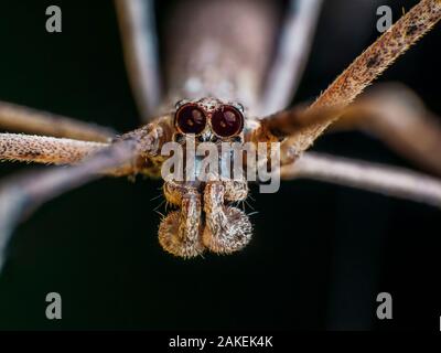 Net casting spider (Deinopis sp.) a sud-est della foresta atlantica, Tapirai, Sao Paulo, Brasile. Foto Stock