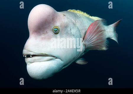 Asian sheepshead wrasse (Semicossyphus reticulatus) maschio maturo nella colorazione di allevamento. Niigata, Giappone. Foto Stock