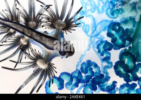 Lumaca blu (Glaucus atlanticus) che si avvicina ai tentacoli pieni di veleno di un uomo di guerra portoghese indo-Pacifico (Physalis physalia). Entrambi furono lavati a terra come parte di una massa di migliaia di uomini di guerra portoghesi. I nudibranchi di Glaucus sono immuni al veleno delle bottiglie blu che consumano. Sudafrica. Foto Stock