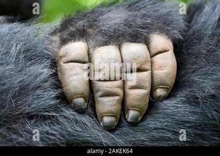 Gorilla di Montagna (Gorilla beringei beringei) stretta di mano, il Parco nazionale di Virunga, Nord Kivu, nella Repubblica democratica del Congo, Africa, criticamente minacciata di estinzione. Foto Stock