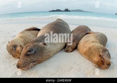 Quattro le Galapagos i leoni di mare (Zalophus wollebaeki) dormire sulla spiaggia, isola Floreana, Galapagos, specie in via di estinzione. Foto Stock