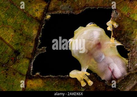 Vetro reticolato (rana Hyalinobatrachium valerioi) visto attraverso il foro nella foglia vedendo gli organi interni attraverso la sua pelle trasparente, Canande, Esmeraldas, Ecuador. Foto Stock