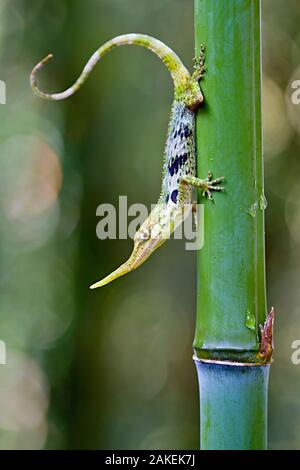 Pinocchio lizard (Anolis proboscide) maschio sullo stelo, Mindo, Pichincha, Ecuador, specie in via di estinzione. Foto Stock