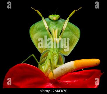 Protezione tropicale mantis (Choeradodis rhombicollis) in posizione difensiva, sul fiore, Chinambi, Carchi ha, Ecuador. Foto Stock