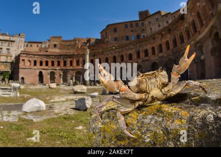 Il granchio d'acqua dolce (Potamon fluviatile) vivono in rovine romane, Traiano il mercato, Roma, Italia Foto Stock