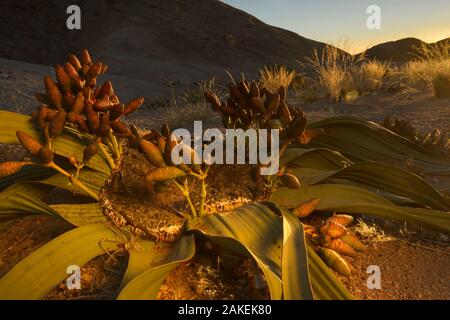 Welwitschia (Welwitschia mirabilis) pianta femmina con i coni al tramonto, Namib Naukluft National Park, Swakopmund, Namibia. Foto Stock