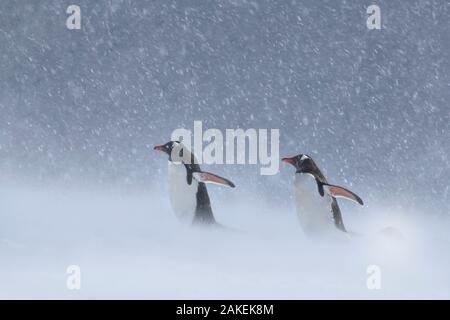 Pinguino Gentoo (Pygoscelis papua) in tempesta di neve, Antartide Foto Stock