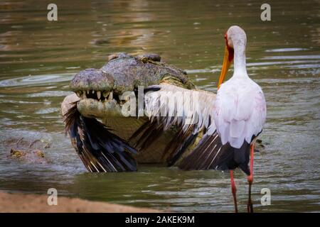 Coccodrillo del Nilo (Crocodylus niloticus) con bianco pellicano (Pelecanus onocrotalus) catturati in bocca mentre un giallo-fatturati stork (Mycteria ibis) guarda a. Fiume Msicadzi, Gorongosa National Park, Mozambico. Ritagliata. Foto Stock
