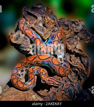 Rainbow boa (Epicrates cenchria cenchria) captive. Piccolo repro solo Foto Stock