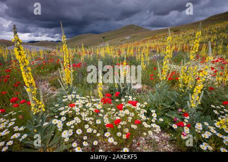 Comune (mulleins Molène thapsus), il papavero (Papaver rhoeas), e margherite fioritura in alpeggio. Parco Nazionale del Gran Sasso, Appennino centrale, Abruzzo, in Italia, in giugno. Foto Stock