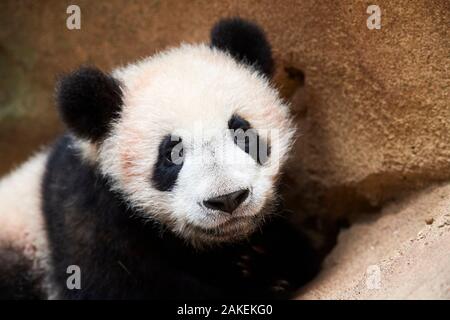 Ritratto di panda gigante cub (Ailuropoda melanoleuca) captive. Meng Yuan, il primo panda gigante mai nato in Francia, ora di età compresa tra i 8 mesi e lo zoo di Beauval, Francia Foto Stock