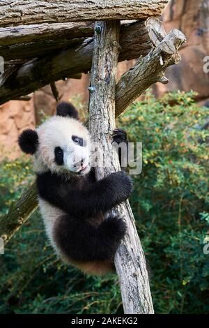 Panda gigante cub (Ailuropoda melanoleuca) salendo.Yuan Meng, il primo panda gigante anche nato in Francia, è ora di età compresa tra i 8 mesi e gli piacciono molto a rimanere in alberi, Beauval Zoo, Francia Foto Stock
