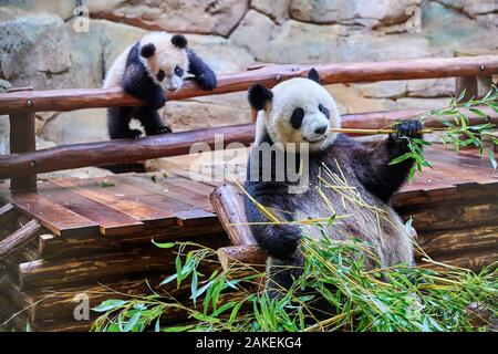 Panda gigante (Ailuropoda melanoleuca) femmina Huan Huan alimentando il bambù con il suo cucciolo giocoso in background Yuan Meng, il primo panda gigante anche nato in Francia, ora di età compresa tra i 8 mesi e lo zoo di Beauval, Francia Foto Stock