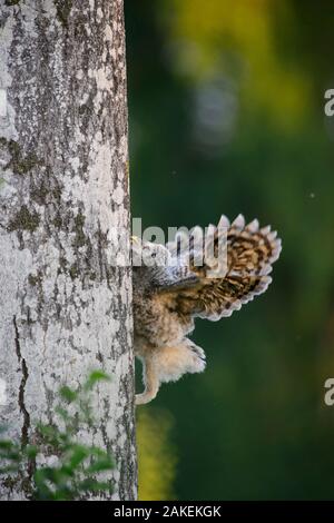 Ural allocco (Strix uralensis) chick cerca di arrampicarsi su un albero di Aspen con il suo becco, artigli e ali, Sud dell'Estonia. Giugno. Sequenza 5 di 11 Foto Stock