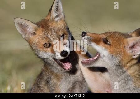 Red Fox (Vulpes vulpes vulpes) cuccioli giocando, Vosges, Francia, giugno. Foto Stock