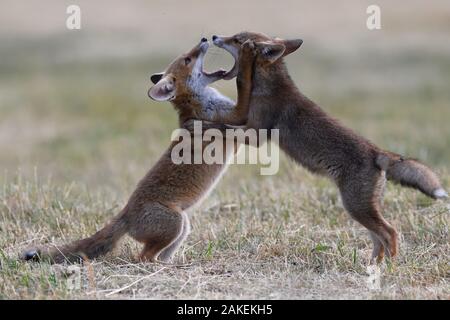 Red Fox (Vulpes vulpes vulpes) cuccioli giocando, Vosges, Francia, giugno. Foto Stock