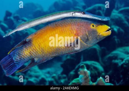 Trumpetfish (Aulostomus maculatus) utilizzando un Hogfish spagnolo (Bodianus rufus) come un "cavallo parlanti". Hogfish spagnolo è mangiare un braccio di una stella di mare. Bonaire, Antille sottovento, dei Caraibi Foto Stock