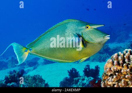 Bluespine unicornfish (Naso unicornis) Shark Reef a Jolande, il Parco Nazionale di Ras Mohammed, Egitto, Mar Rosso. Foto Stock