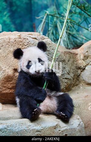 Panda gigante (Ailuropoda melanoleuca) cub playfuly masticare un bastone di bambù. Meng Yuan, il primo panda gigante mai nato in Francia, è ora di 10 mesi e ancora si nutre di latte di sua madre, Captive a Beauval Zoo, Saint Aignan sur cher, Francia Foto Stock