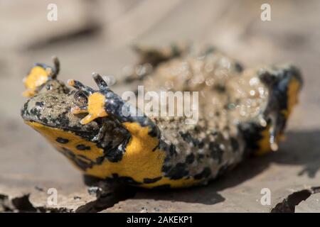 Ululone dal ventre giallo (Bombina variegata) in posizione difensiva che mostra i colori di avvertimento, sul terreno essiccati con crepe di fango, Bassa Sassonia, Germania. Agosto. Foto Stock