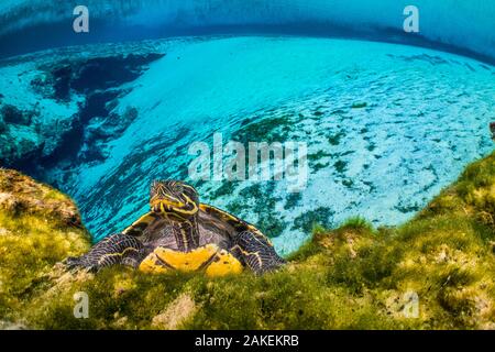 Ritratto di un Suwanee cooter (Pseudemys concinna suwanniensis) in una molla di acqua dolce. Gilchrist molle blu del Parco Statale di molle di alta, Florida, Stati Uniti d'America Foto Stock