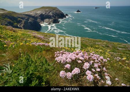La parsimonia del mare (Armeria maritima) e Reni veccia (Anthyllis vulneraria) fioritura su una scogliera, Testa Trevose, Cornwall, Regno Unito, maggio. Foto Stock