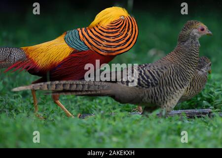 Golden Pheasant (Chrysolophus pictus) visualizzazione a femmina fagiani al Yangxian Riserva Naturale, Shaanxi, Cina, Settembre. Foto Stock