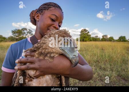 Giovani mozambicani scienziato Mundoza Diolinda si ammira un bambino bateleur eagle (Terathopius ecaudatus) che ha appena catturato ad una carcassa di capra in Gorongosa National Park, Mozambico. Questi ed altri uccelli da preda sono in fase di studio nel parco per aiutare i manager a prendere decisioni circa la loro conservazione. Giovani mozambicani sono invitati dalla comunità rurali intorno al parco per lavorare con gli scienziati del parco e aiutare a costruire la scienza e la capacità di conservazione. Foto Stock