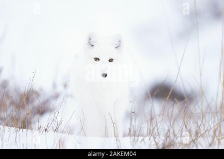 Arctic Fox (Alopex lagopus) nella neve, Churchill, Canada Foto Stock