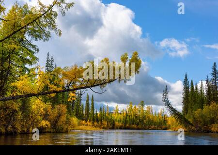 Alberi in alto raggiunge del fiume Lena, Baikalo-Lensky Riserva, Siberia, Russia, Settembre 2017 Foto Stock