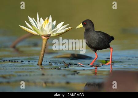 Nero (crake Amaurornis flavirostra) permanente sulla ninfee, fiume Chobe, Botswana. Foto Stock