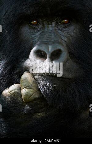 Gorilla di Montagna (Gorilla beringei beringei) maschio silverback, ritratto, membro del gruppo Nyakagezi, Mgahinga National Park, Uganda., criticamente minacciata di estinzione. Foto Stock