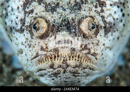 Reticola stargazer (Uranoscopus sp.) verticale. La baia di Ambon, Ambon, Maluku arcipelago, Indonesia. Banda Mare, tropicali west Oceano Pacifico. Foto Stock