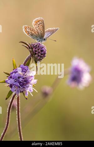 Comune di blue butterfly (Polyommatus icarus) in appoggio sul Devil's bit scabious (Succisa pratensis), Vealand Farm, Devon, Regno Unito. Agosto Foto Stock