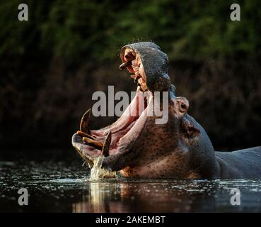 Ippopotamo (Hippopotamus amphibius) in piscina con la bocca aperta. Parco Nazionale di Mana Pools, Zimbabwe. Foto Stock