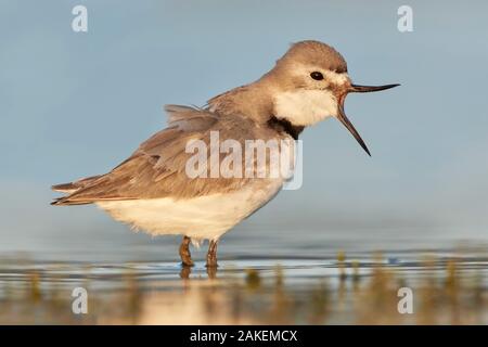 Wrybill (Anarhynchus frontalis) permanente di acqua poco profonda con becco aperto. Il lago di Ellesmere Isola del Sud, Nuova Zelanda. Novembre. Foto Stock