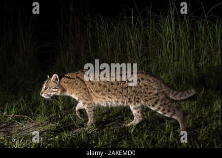 La pesca cat (Prionailurus viverrinus) camminando lungo un percorso, Dudhwa National Park, Uttar Pradesh, India. Fotografata utilizzando una trappola della fotocamera. Foto Stock